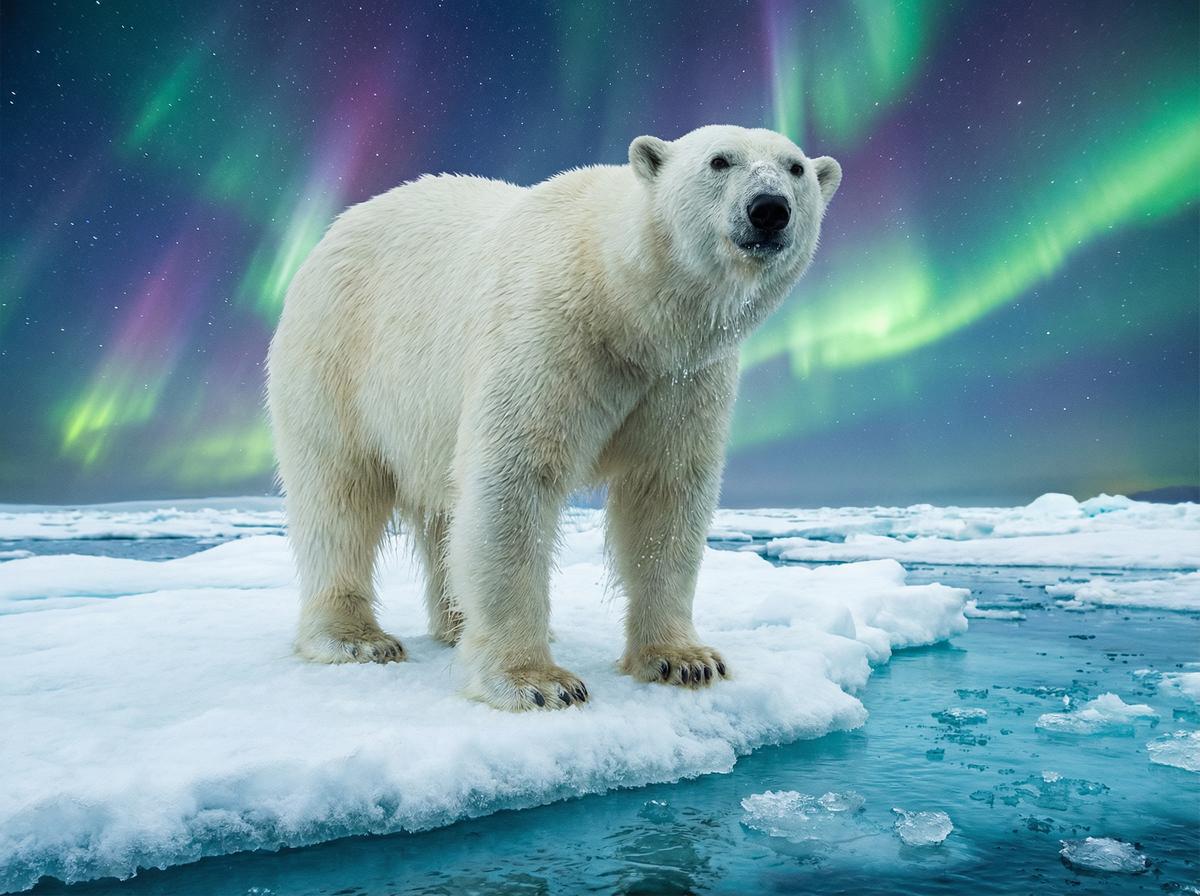 女神视频北极熊视频